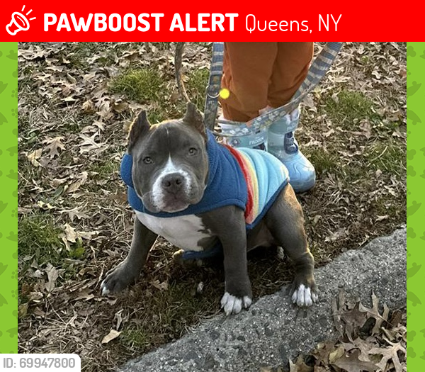 Lost Male Dog last seen Near 137th street flushing ny, Queens, NY 11367