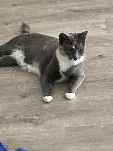 Lost Female Cat last seen Lakeview pky and chiesa rd , Rowlett, TX 75088