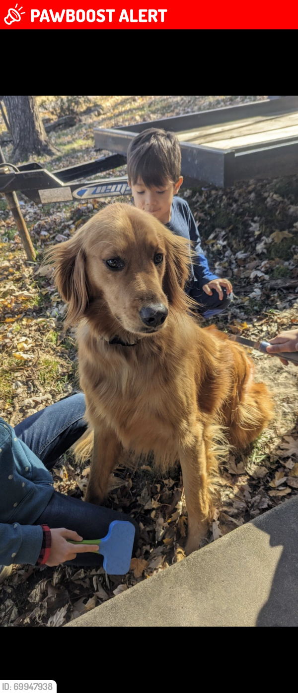 Lost Female Dog last seen Bonaza, Sebastian County, AR 72916