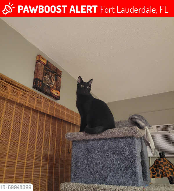 Lost Male Cat last seen Near NE 17 Street, Fort Lauderdale, FL 33304, Fort Lauderdale, FL 33304