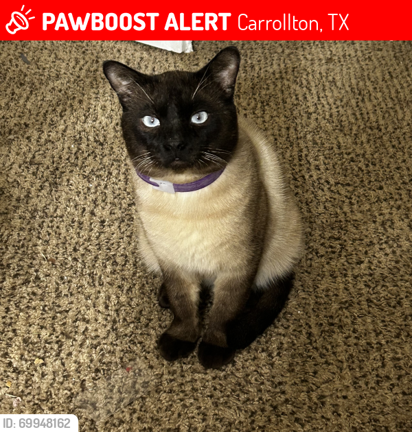 Lost Male Cat last seen Old Denton & Hebron Carrollton, TX, Carrollton, TX 75007