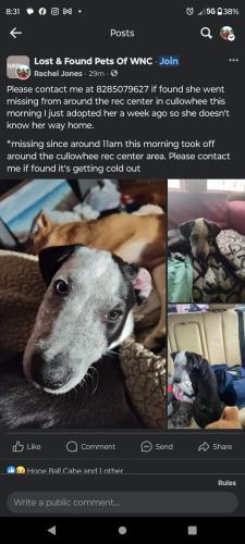 Lost Female Dog last seen Cullowhee recreation center, Cullowhee, NC 28723