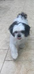 Lost Female Dog last seen Near e 79th chicago illinois 60619, Chicago, IL 60619