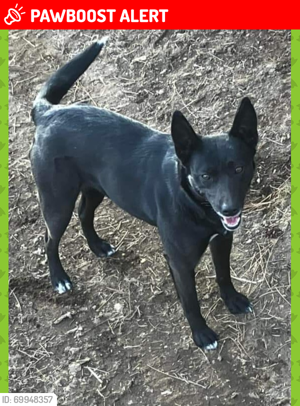 Lost Female Dog last seen N Big Fir Lane & N Division, Deer Park , Spokane County, WA 99006