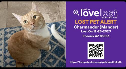 Lost Male Cat last seen Acacia Park, 85053, 30th Ave/Hearn, Phoenix, AZ 85053