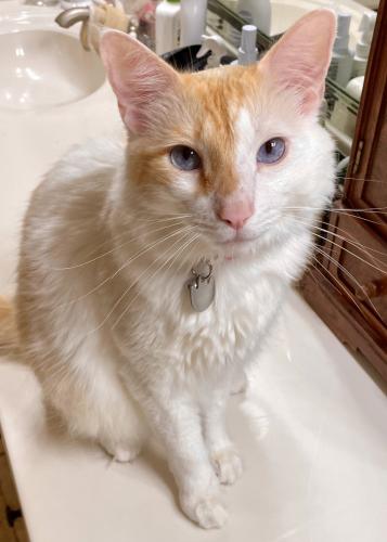 Lost Male Cat last seen Whitwick place and Rockingham Loop, College Station, TX 77845