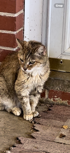Lost Male Cat last seen Brantwood dr montgomery al, Montgomery, AL 36109