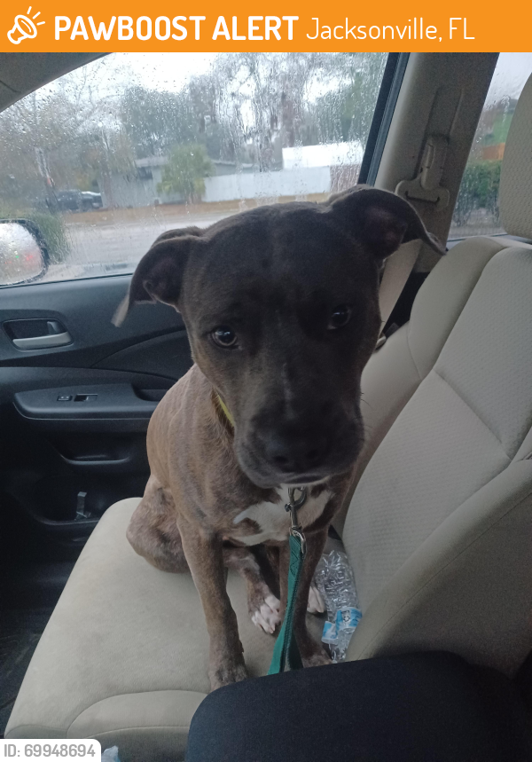 Jacksonville, FL Stray Dog Found Near townsend and manatoba; Arlington