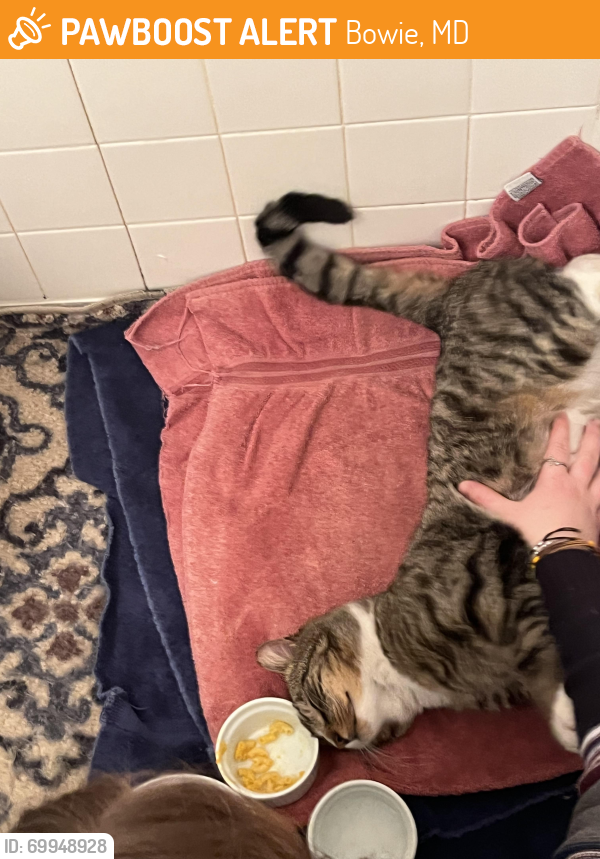 Bowie, MD Stray Male Cat Found Near Millstream drive, melling lane