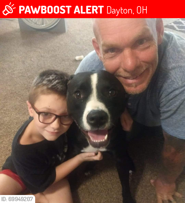 Lost Male Dog last seen Near Calumet ln Dayton Ohio 45417, Dayton, OH 45417