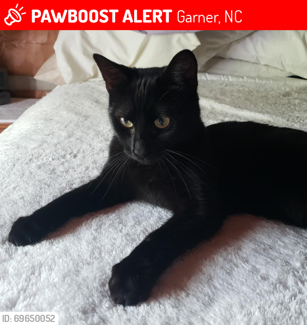 Lost Male Cat last seen Alonzo Rd, Garner, NC 27529