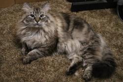 Lost Male Cat last seen 139th Ave and SE Stark near VCA Animal hosp, Portland, OR 97233