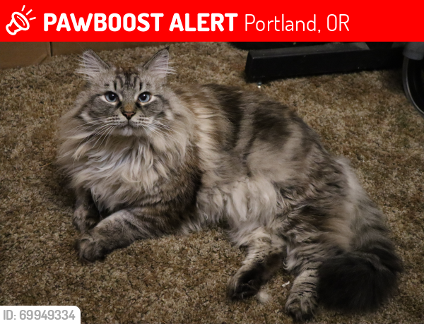 Lost Male Cat last seen 139th Ave and SE Stark near VCA Animal hosp, Portland, OR 97233