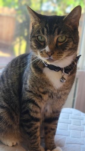 Lost Male Cat last seen Broadway st and academy st, Salem, OR 97301
