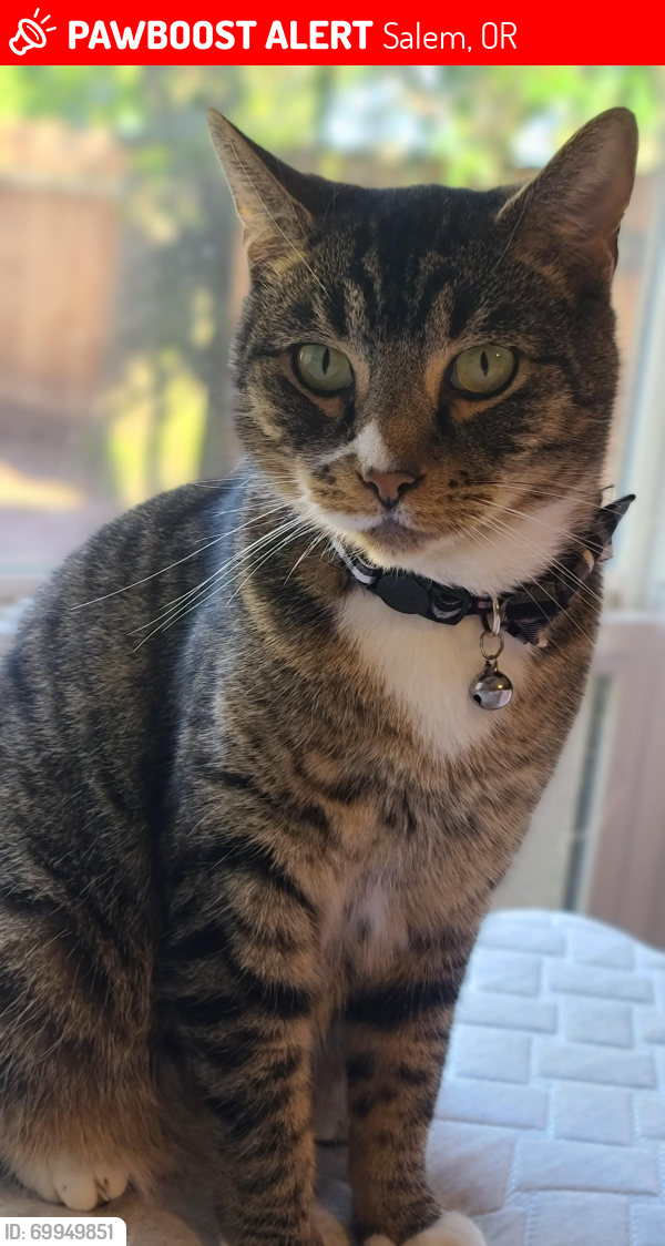 Lost Male Cat last seen Broadway st and academy st, Salem, OR 97301