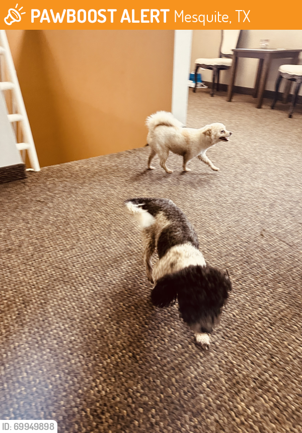 Mesquite, TX Stray Dog Found Near Mesquite Arena PawBoost