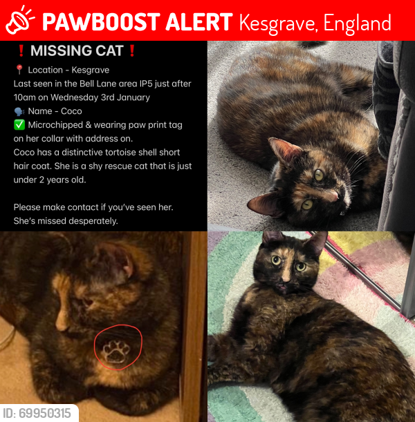 Lost Female Cat last seen Bell lane, Kesgrave IP5 1NL, Kesgrave, England 