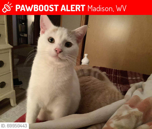 Lost Male Cat last seen  Washington Avenue/Madison Civic Center Area, Madison, WV 25130