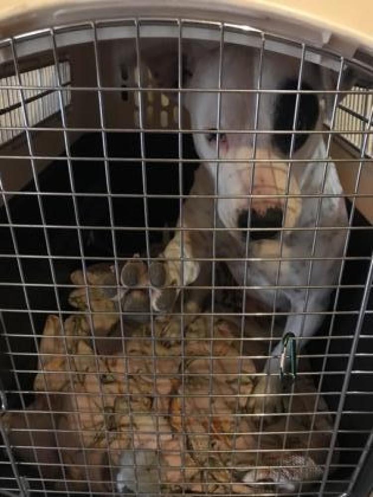Shelter Stray Female Dog last seen San Antonio, TX 78214, San Antonio, TX 78229