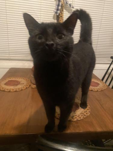 Lost Male Cat last seen West river  milord ct , Milford, CT 06461