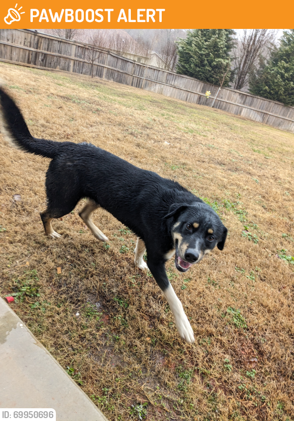Surrendered Male Dog last seen Darby Road and Sandy flt Road near River Bend ests, Greenville County, SC 29609