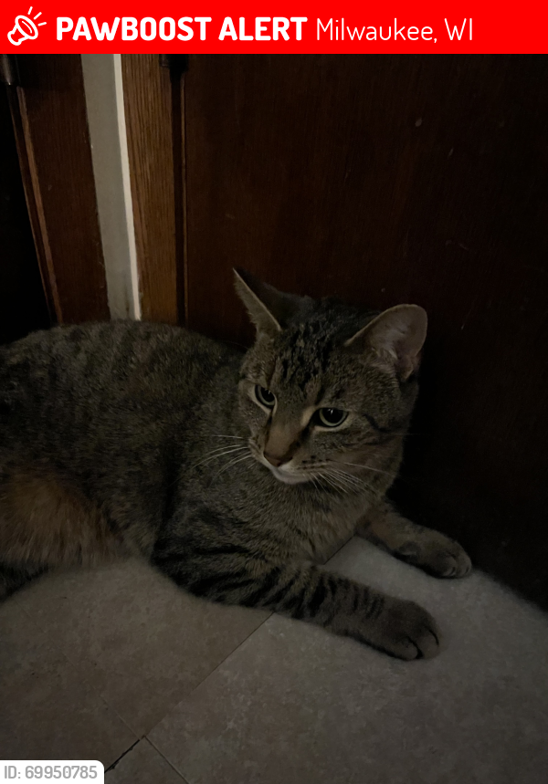 Lost Male Cat last seen 27th and college ave , Milwaukee, WI 53172