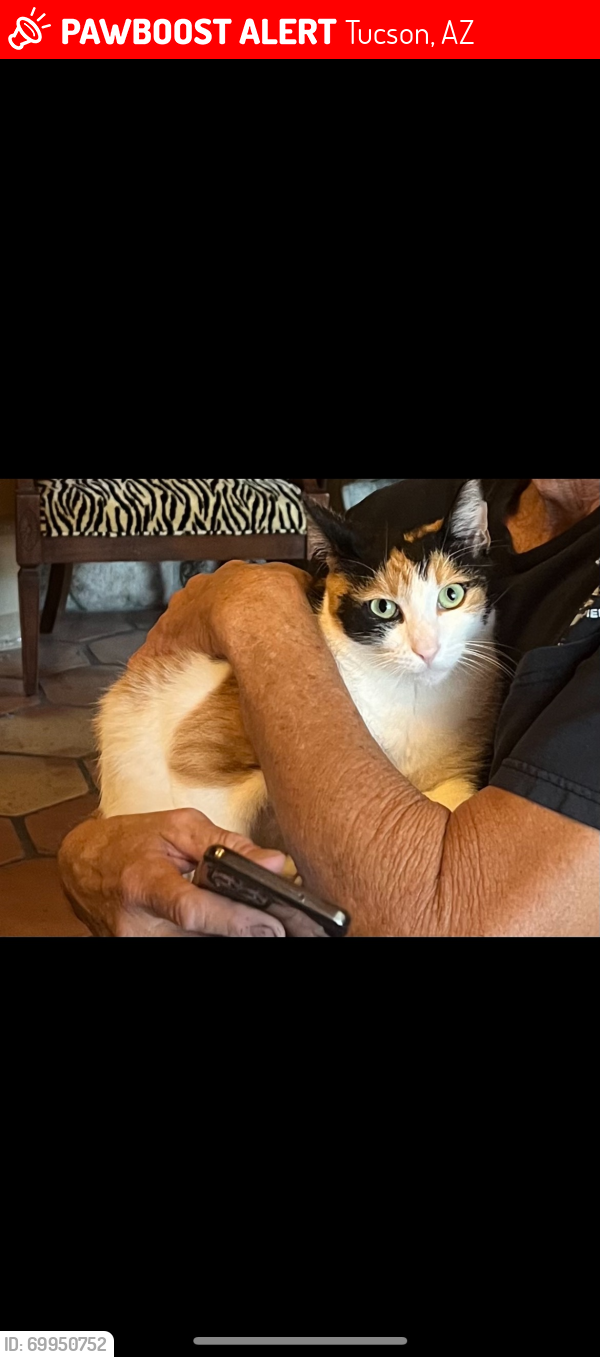Lost Female Cat last seen Tucson country club ests, Tucson, AZ 85715
