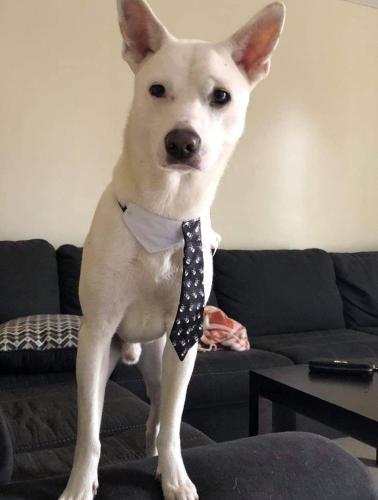 Lost Male Dog last seen 75th and Thomas , Glendale, AZ 85305