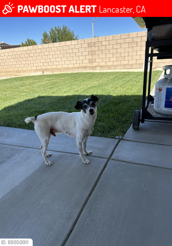 Lost Male Dog last seen 20th St E, Ave I & Ave H, Lancaster, CA 93535