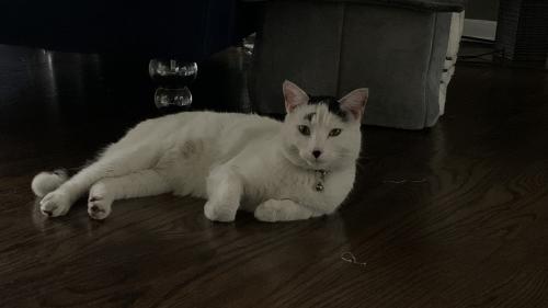 Lost Male Cat last seen 169th Street and Maryland Ave in Hammond, IN, Hammond, IN 46323