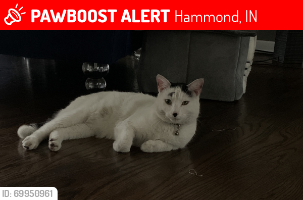 Lost Male Cat last seen 169th Street and Maryland Ave in Hammond, IN, Hammond, IN 46323