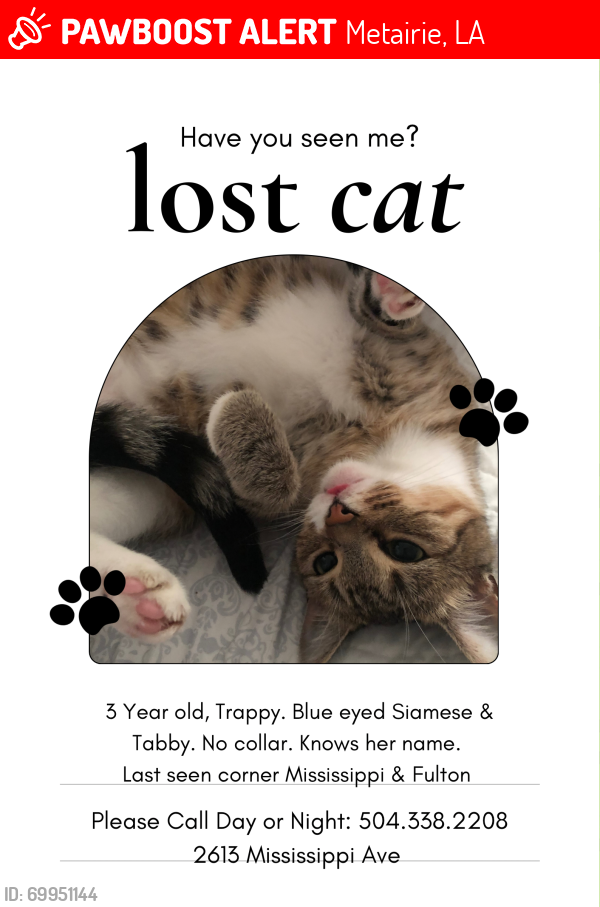 Metairie, LA Lost Female Cat, Trappy Is Missing | PawBoost