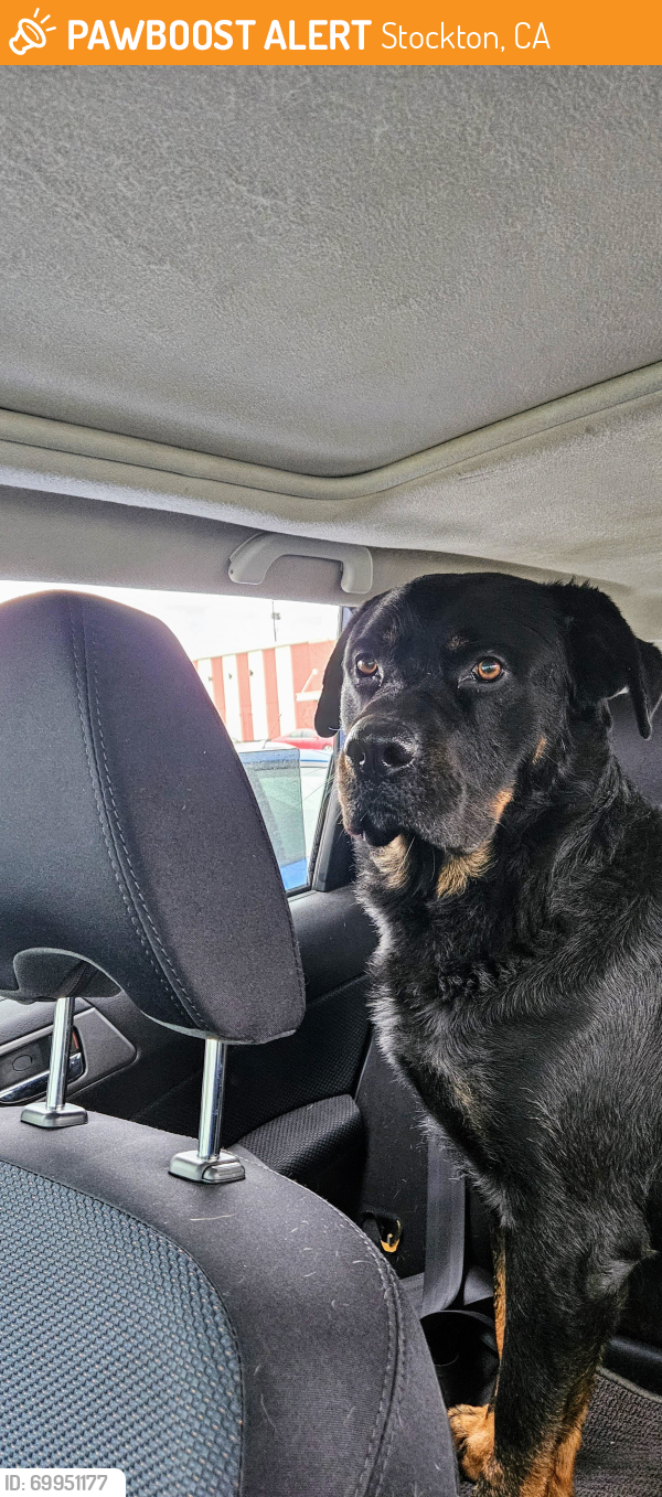 Found/Stray Male Dog last seen Stockton , Stockton, CA 95205