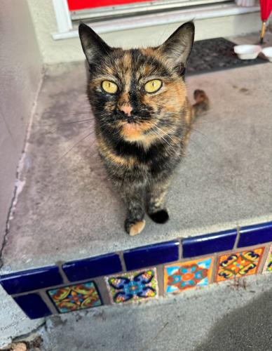 Lost Female Cat last seen Waldo and Liberty, El Cerrito, CA 94530