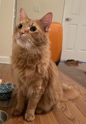 Lost Male Cat last seen Near SW 160th Avenue Miramar, FL 33027, Miramar, FL 33027