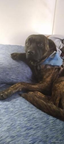 Lost Male Dog last seen Central Ave/Old Postern Rd , Summerville, SC 29483