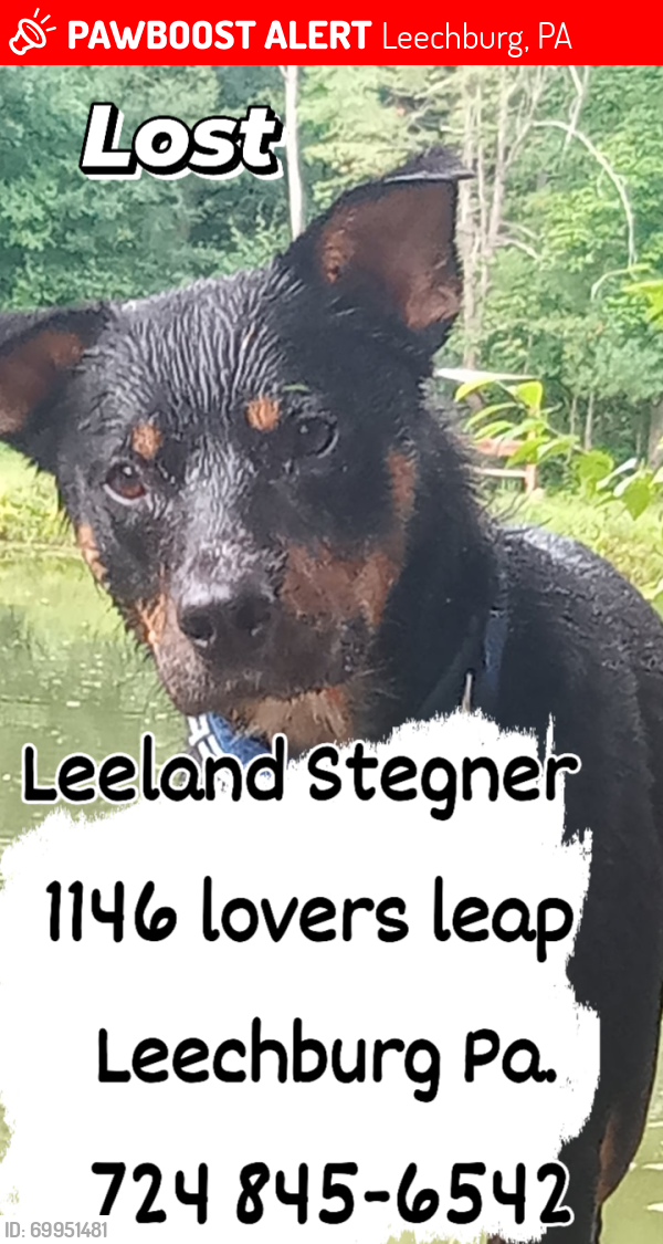 Lost Male Dog last seen I1146 lovers leap Rd Leechburg PA ce pond Rd Leechburg PA , Leechburg, PA 15656