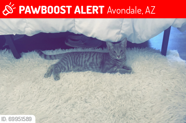 Lost Unknown Cat last seen Avondale and lower buckeye, Avondale, AZ 85323