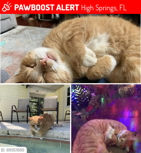 Lost Male Cat last seen High Springs , High Springs, FL 32643