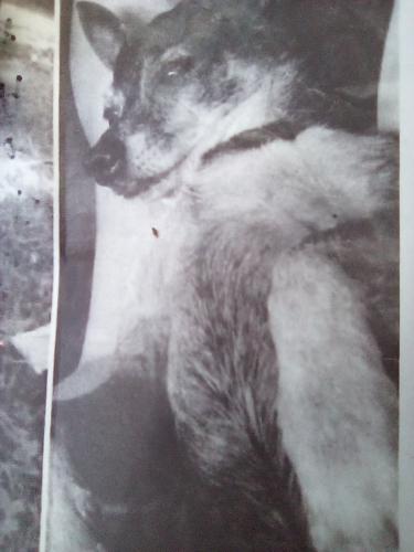 Lost Male Dog last seen Memory lane, Santa Ana, CA 92701