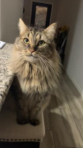 Lost Male Cat last seen Subdivision close to the TA, New Braunfels, TX 78130