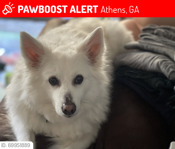 Lost Female Dog last seen Featherwood Ct, Athens, GA 30601