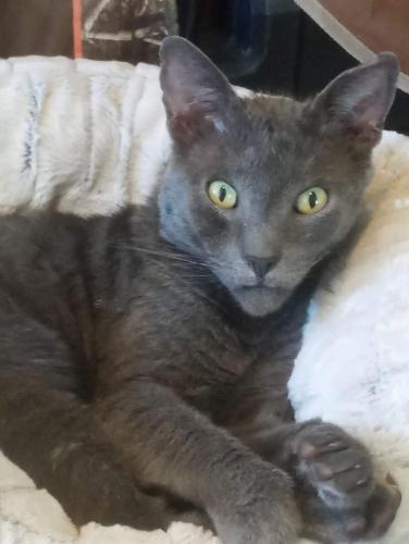 Lost Male Cat last seen Sunny valley loop oregon , Sunny Valley, OR 97497