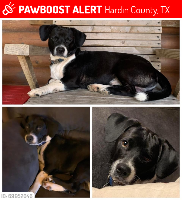 Lost Male Dog last seen Firetower, Hardin County, TX 77656