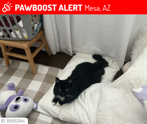 Lost Male Cat last seen Val Vista and Hermosa Vista, Mesa, AZ 85215