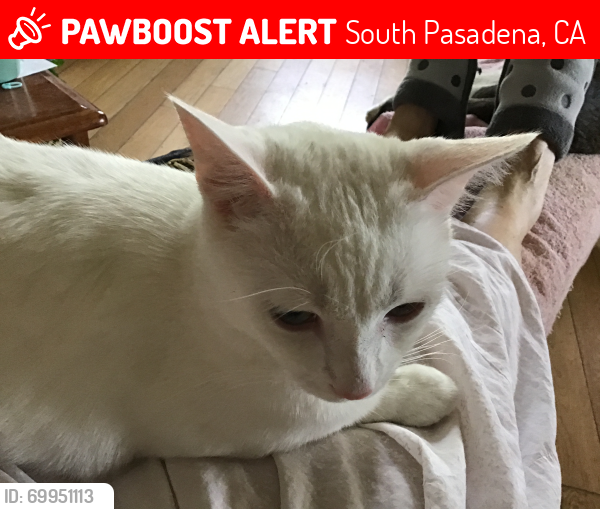 Lost Male Cat last seen Prospect Ave., South Pasadena, CA 91030