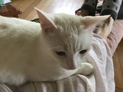 Lost Male Cat last seen Prospect Ave., South Pasadena, CA 91030