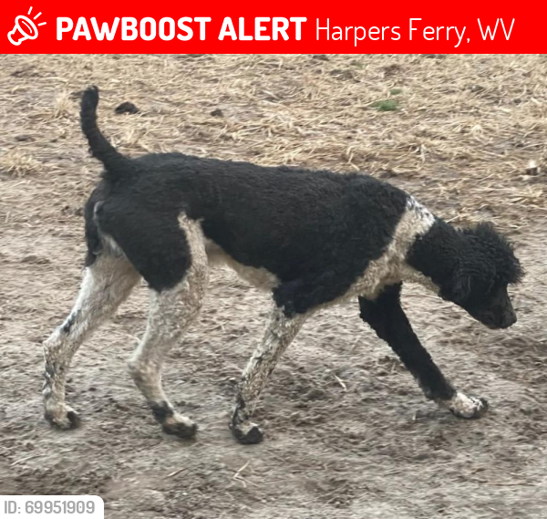 Lost Male Dog last seen W Washington St, Harpers Ferry, WV 25425