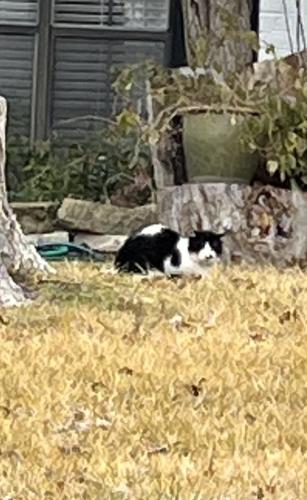 Found/Stray Unknown Cat last seen Overbook drive , Arlington, TX 76014