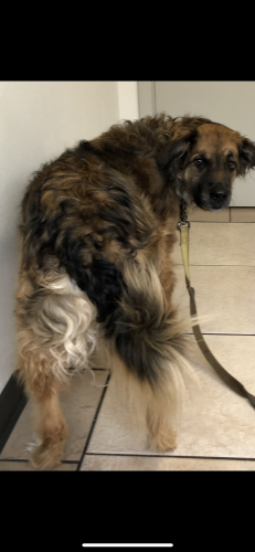 Lost Male Dog last seen bethmaur ln glendale wi, Milwaukee, WI 53218